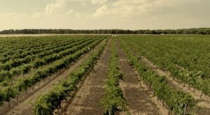 Una escapada con encanto, buen vino y mucho relax, ¡descúbrela!