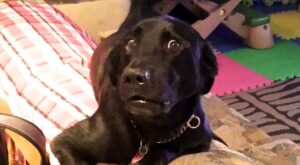 ¡Yo no he sido! 20 cachorros pillados con las patas en la masa