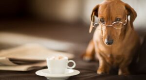 Ponemos a prueba tus conocimientos perrunos con este test: ¿cuánto sabes sobre ellos?