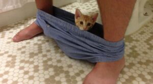 35 imágenes de gatos que invadieron sin ningún pudor tu espacio personal