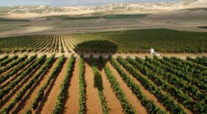 Enoturismo en globo, una experiencia de altura