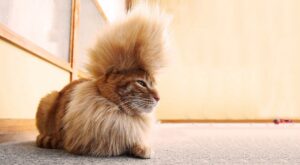 30 animales con pelazo a los que envidiaría la mismísima Beyonce