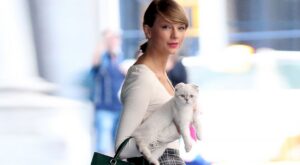 Test: ¿qué raza de gato eres según tu personalidad?