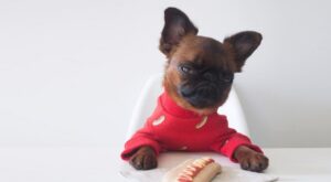 Conoce a Gizmo, el perrito gruñón que causa furor en todo el mundo