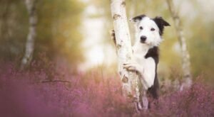 30 preciosas fotografías que te alucinarán si te encantan los perros