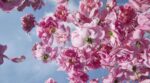 Louis Vuitton sacará a la luz el mejor perfume del mundo