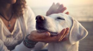10 motivos por los que debes adoptar un perro este verano