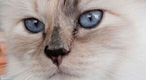 Choupette Lagerfeld, la gata que vive entre aviones privados y champán