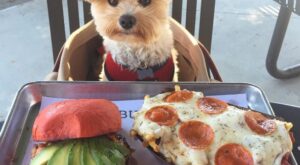 Un adorable cachorro foodie revoluciona Instagram, ¡mira sus fotos!