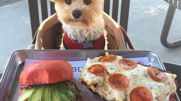 Un adorable cachorro foodie revoluciona Instagram, ¡mira sus fotos!