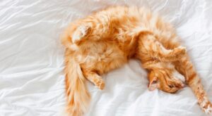 20 imágenes de gatos durmiendo que te sacarán una sonrisa