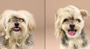 ¡Cambio radical! El espectacular antes y después de 10 mascotas tras un cambio de look