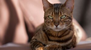 Te presentamos a Thor, probablemente el gato más bonito del mundo