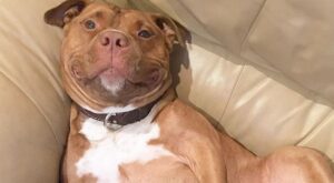 Descubre a Meaty, el adorable cachorro que no puede dejar de sonreír