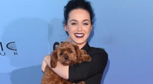 ¡Animales a raudales! Así pasean las celebrities a sus mascotas