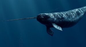 ¿De verdad existen? 30 imágenes de animales raros que te dejarán con la boca abierta