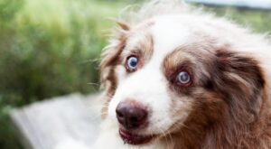 Emocionantes fotografías para homenajear la vida de perros ancianos