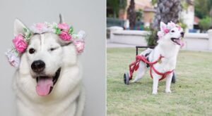 ¡Esta perrita en silla de ruedas es el ejemplo de superación más tierno que verás!