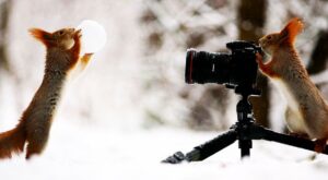 Surrealista y auténtica sesión de fotos ¡hecha por ardillas!