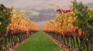 Hemos vivido nuestra primera vendimia y esto es lo que hemos aprendido