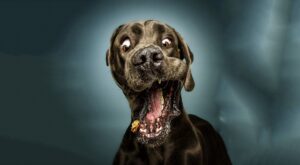 Las hilarantes expresiones de nuestras mascotas captadas con todo lujo de detalles