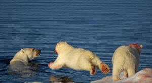 Groenlandia, mucho más que glaciares y osos polares