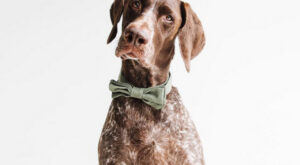 Las 101 fotos perrunas más tiernas y bonitas de Instagram