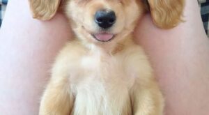 101 imágenes de animales sonriendo que te alegrarán el día