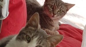 Protegido: ♡Hola♡