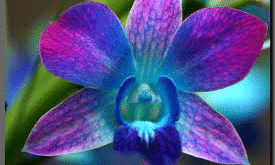 ORQUIDEA BLUE