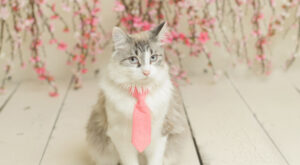 Perros y gatos con corbata, ¡listos para ir a la oficina!