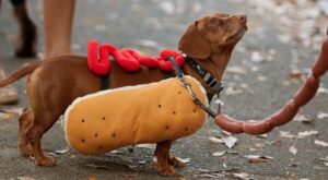 Los disfraces para perro más divertidos de Halloween