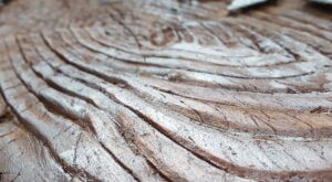 Los arboles que más me gustan