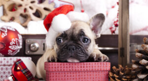 Regalos de Navidad para perros y gatos