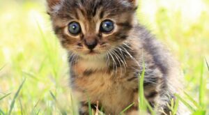 100 cachorros adorables con los que morimos de amor