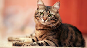 30 curiosidades sobre los gatos que te van a sorprender