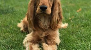 ¿Qué dice tu perro de ti?