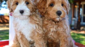 Nuevos cruces de perros que se están haciendo famosos