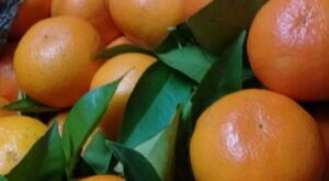 Naranjas de cosecha propia