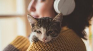 La raza de gato ideal según tu signo del zodiaco