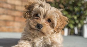 Del Cavapochon al Ridgeback, 30 razas de perro que ni conocías ni sabrás pronunciar