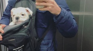 Carlos Ríos, último en sumarse a la moda: famosos obsesionados con sus bulldog