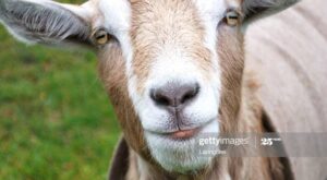 Protegido: test manon