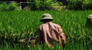 Vietnam en imágenes