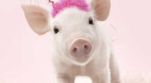 Los 100 cachorros más monos del mundo animal