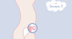 ¡Sentimientos a flor de piel! Descubre cómo es el embarazo semana a semana