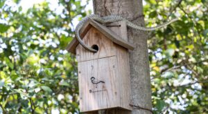 Olvídate de las víboras en el jardín: este error tan típico que todos cometemos después de fuertes lluvias las atrae en masa
