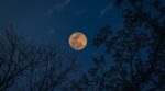Estos 4 signos del zodiaco podrían vivir con más intensidad la Luna llena del 28 de agosto, según una astróloga